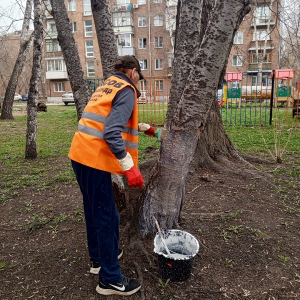 Защитить деревья и кустарники от вредителей Защитить деревья и кустарники от вредителей